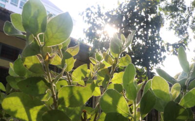 PLUCHEA INDICA TANAMAN SEMAK YANG KAYA MANFAAT