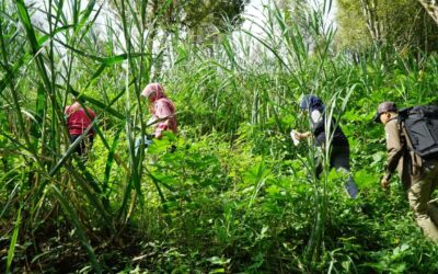 Padukan Drone dan Kekuatan Akar Tanaman untuk Kaji Stabilitas Lereng di Trenggalek
